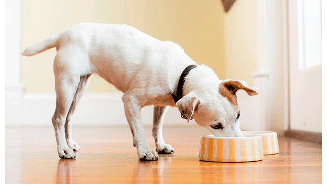 Relacionan a 16 marcas de  alimentos para perros con enfermedad cardíaca. Foto: Difusión.