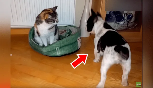 Un hombre grabó en un video viral de Facebook el instante en que su cachorro peleó con un gato que se había apoderado de su cama, sin sospechar el inesperado final.