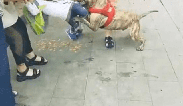 YouTube: terrorífico ataque de pitbull contra niño que causó conmoción en China [FOTOS]