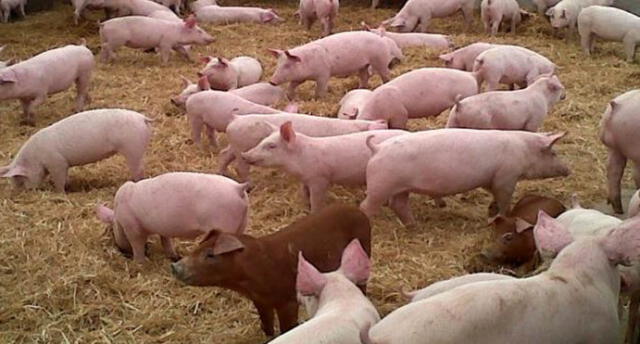 Arequipa: Fomentan crianza de ganado porcino en Tambo