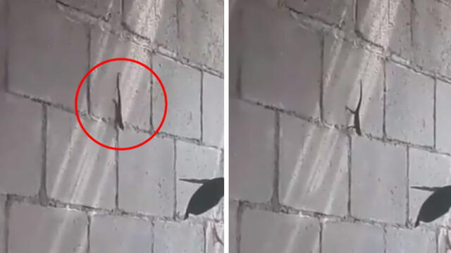 YouTube: Peculiar lagartija hacía ejercicios y video sorprende a todos