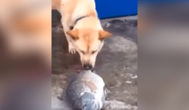Desliza las imágenes para observa el emotivo gesto de un perro para ayudar a un indefenso pez moribundo. Foto: Captura.