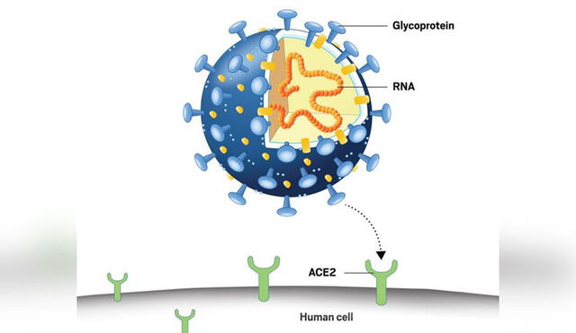 La glicoproteína del coronavirus lo une al receptor ACE2 de la célula. Imagen: C&EN.