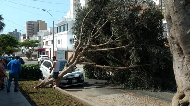 Magdalena del Mar: árbol cae encima de automóvil y lo destroza 