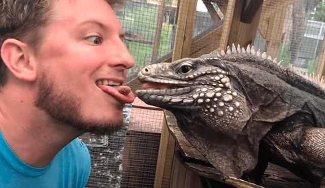 YouTube: Hombre le da comida a una iguana con peculiar método y ocurre lo inesperado