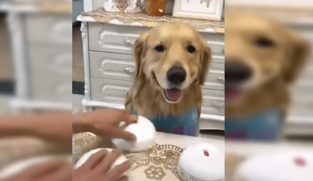 Vía Facebook: Truco de magia terminó en reacción épica de un perro [VIDEO]