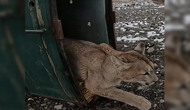 Puma es liberado en su habitad natural tras ser hallado transitando por calles de Ayacucho
