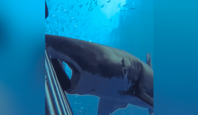 A través de Facebook se ha vuelto viral el momento en que un feroz tiburón acecha a un grupo de buzos.