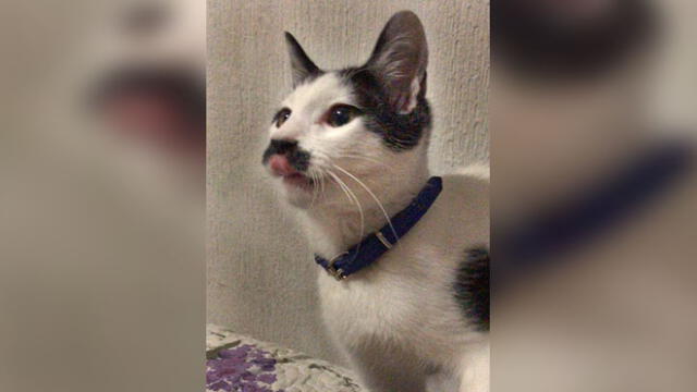 Desliza para conocer a Alberto, el gatito con bigote que se parece a Hitler. Foto: Caters News Agency