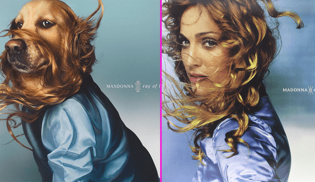 Instagram: perro recrea portadas de Madonna y algunas son mejores que las originales [FOTO]
