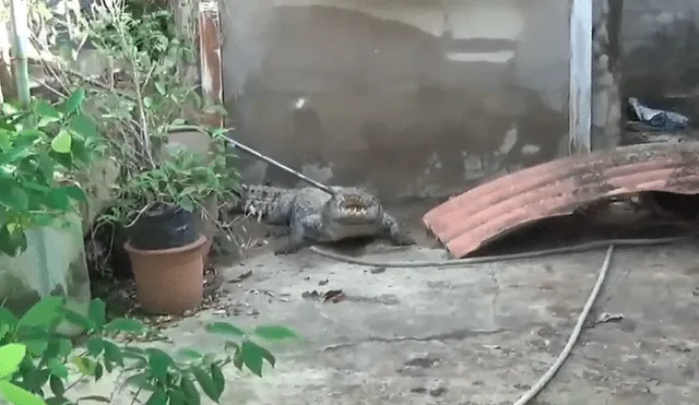 Un video viral de YouTube muestra la captura de un gigantesco cocodrilo en Tailandia.