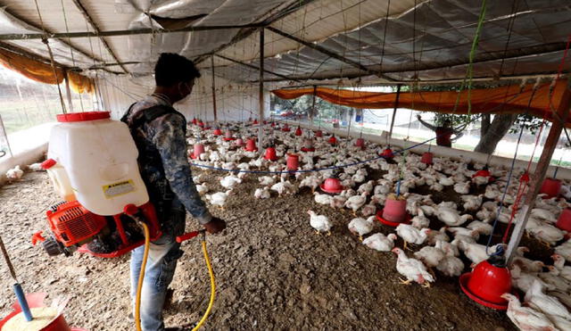 En Rusia se detectaron casos de gripe aviar recientemente. Foto: EFE/referencial
