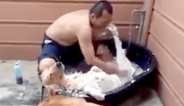 Facebook: hombre decide bañar a su perra y ella pensó que estaba en un spa [VIDEO]