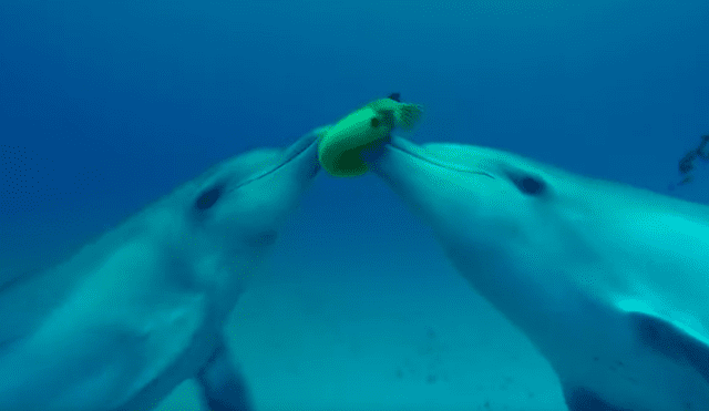 Unos delfines descubrieron el efecto narcótico que produce un venenoso pez globo y empezaron a jugar con él a ‘atraparlo’. Foto: BBC