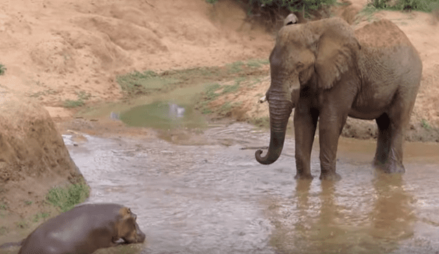 Desliza las imágenes para observar la acción de una mamá elefante para salvar la vida de su cría ante el ataque de un elefante.