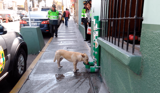 Policías de Tacna instalan bebederos y dispensadores de comida para perros callejeros