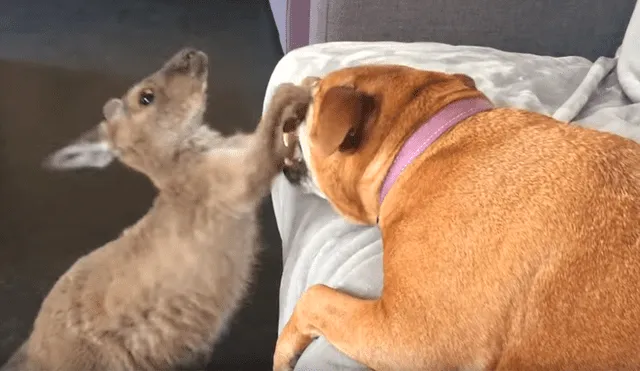 Facebook viral: Canguro bebé pelea con perro ‘dormilón’ por su cama y desenlace enternece a miles [VIDEO] 