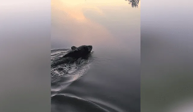 Una familia que estaba navegando por un lago salvó a un oso que tenía un bidón de plástico en la cabeza. Foto: Facebook