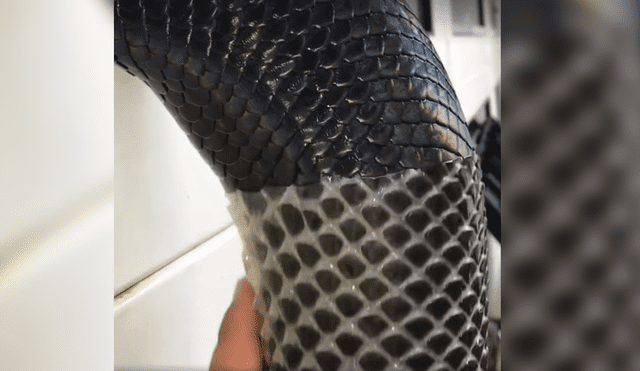 YouTube viral: graban preciso instante en que serpiente pierde su piel y video es escalofriante [VIDEO]
