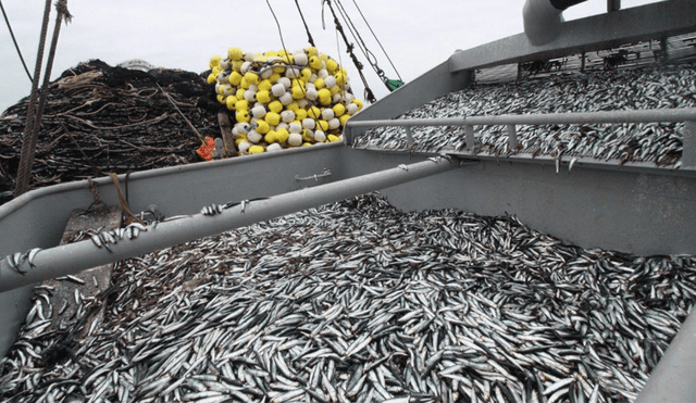 Produce plantea nuevos derechos para pesca de la anchoveta