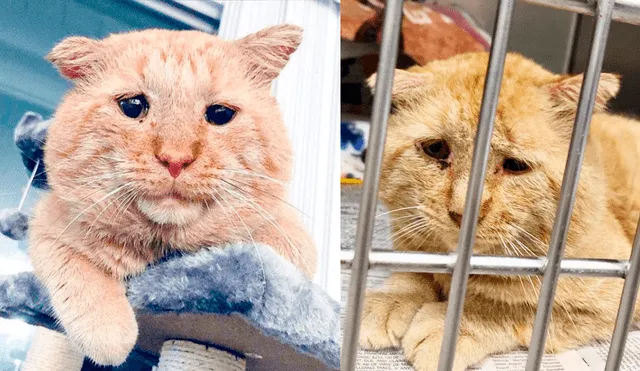 Desliza las imágenes para conocer a Willis, el gatito que pasó más de un infortunio hasta conseguir un hogar. Foto: Facebook