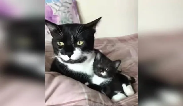 Desliza las imágenes para ver el curioso gesto de una gatita para que su dueña conozca por primera vez a su bebé. Foto: captura de TikTok
