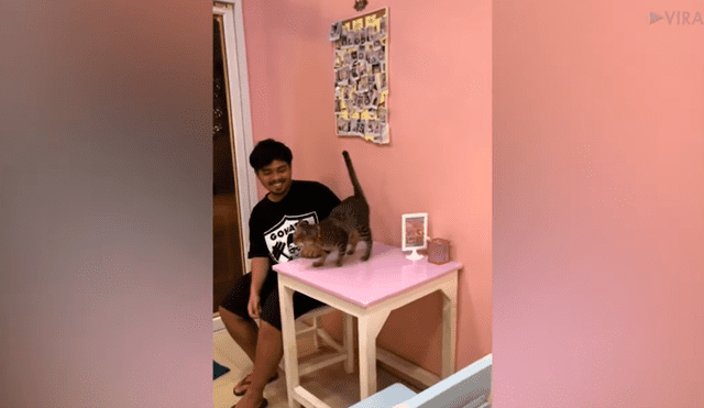 Facebook viral: gato ve a su dueño y hace hasta la imposible por darle un caluroso saludo