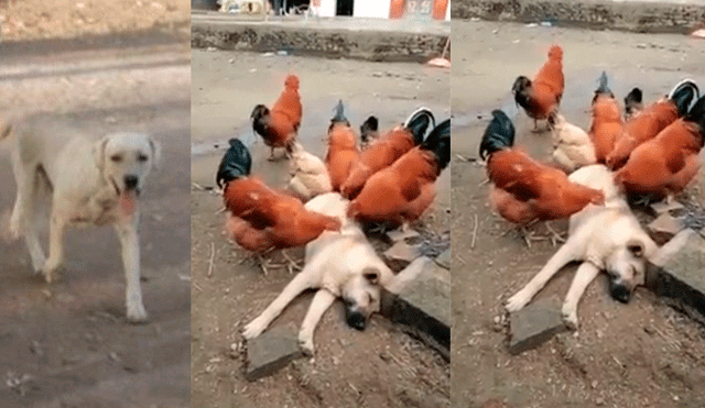 Facebook: perro callejero tenía muchas pulgas y gallos lo picotean para comérselas [VIDEO]