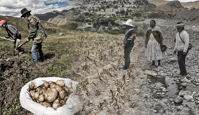 Los cultivos de quinua, oca, maíz y otros productos  de panllevar se han visto afectados por las sequías. Foto: ComposiciónLR