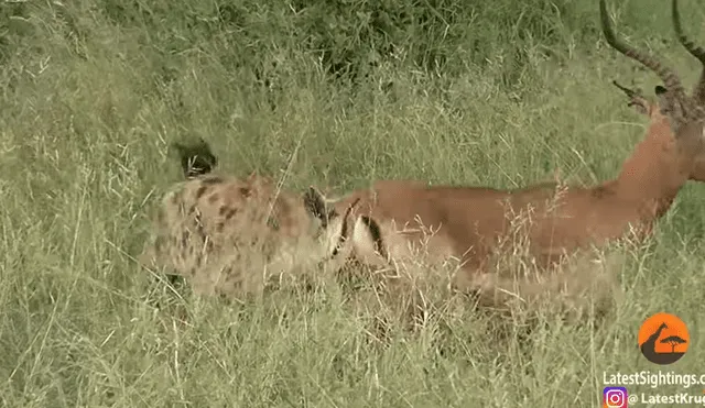 Facebook viral: valiente antílope pelea hasta la muerte con hiena que quería comerlo [VIDEO]