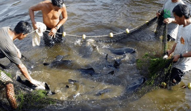 Loreto: FONDEPES y Petroperú firman convenio para impulsar la acuicultura