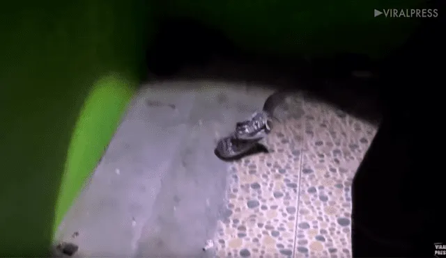 YouTube viral: joven limpia sus zapatos viejos y descubre peligrosa criatura en su interior [VIDEO]