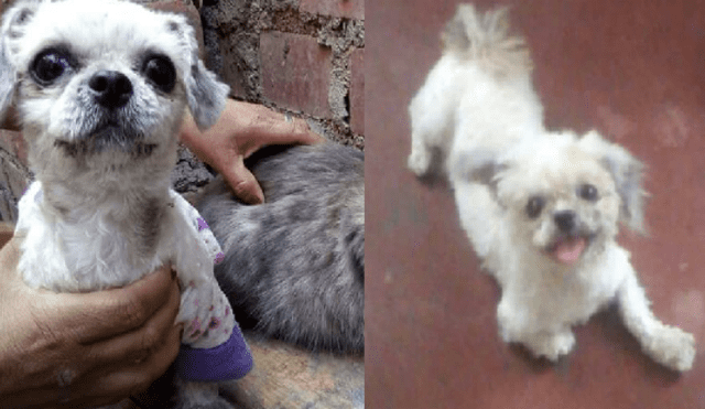 Los Olivos: buscan a mascota que lleva 2 meses desaparecida