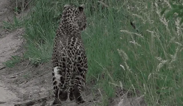 YouTube viral: un leopardo le tendió trampa a marmota bebé y tuvo inesperado final [VIDEO] 