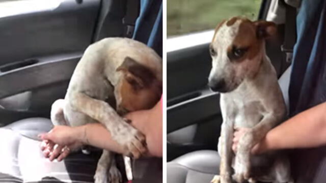YouTube: rescata a perro y este le muestra toda su gratitud de peculiar manera