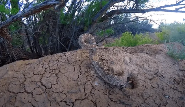 Desliza hacia la izquierda para ver el ataque de la serpiente a una cámara GoPro. Video viral en YouTube.
