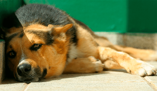 Estados Unidos: prohíben exponer a los perros a climas extremos