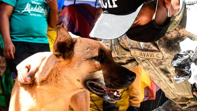 Bolivia: perro ayuda a brindar comida a los más pobres en plena cuarentena por el coronavirus [FOTOS]