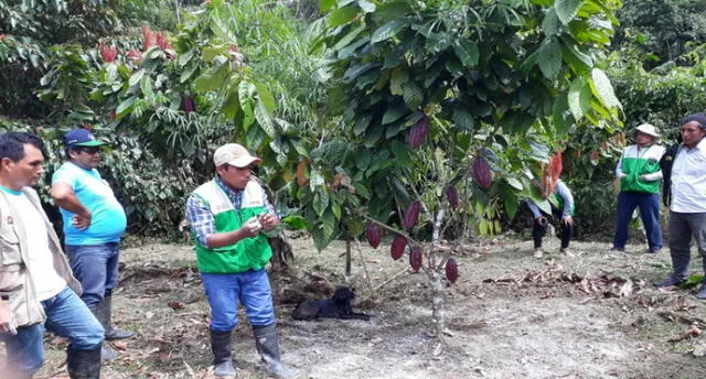 Invierten más de S/ 70 millones en cultivos de cacao para evitar oferta de droga en Puno