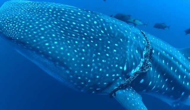 YouTube viral: buceador se topa con gigantesca criatura marina y hace lo impensado para rescatarla [VIDEO]