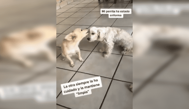 Desliza las imágenes hacia la izquierda para apreciar el amoroso gesto de una perrita con su ‘compañera’. Fotocaptura: Facebook.