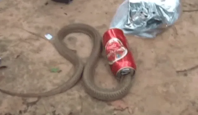 Rescató a cobra atrapada en una lata sin esperar su terrorífica reacción [VIDEO]