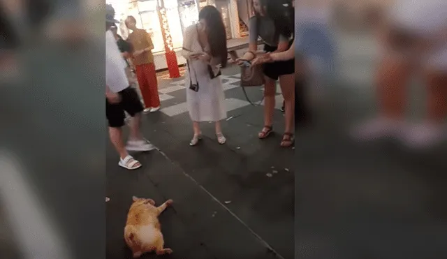 Video es viral en Facebook. Las personas que pasaban al costado del felino no dejaban de tomarle fotos, expresando su asombro por su peculiar conducta