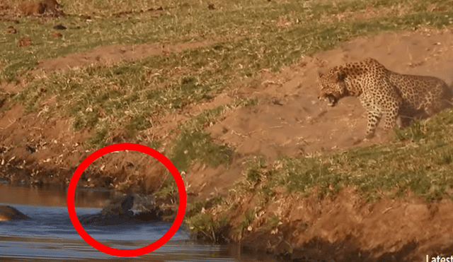 Un video viral de YouTube muestra el brutal enfrentamiento entre un leopardo con un feroz cocodrilo.