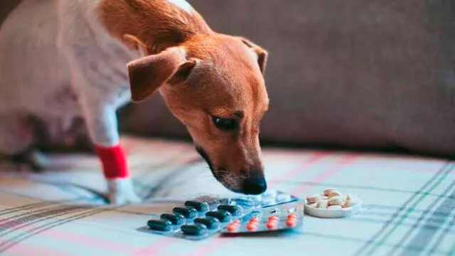 perros y los medicamentos