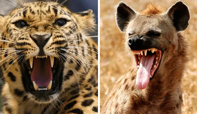 La criatura gritaba por el pánico, pero todo cambó con la llegada de la hiena. Foto: Capture The Wild
