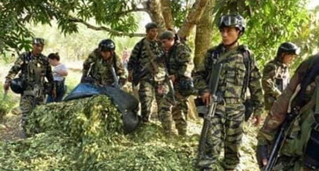 En Carabaya erradicaron 45 hectáreas de coca ilegal en ocho días.