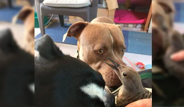 El perro de raza Pitbull estuvo en todo momento mientras el pájaro se curaba. Foto: Captura/Facebook/Elizabeth Houston