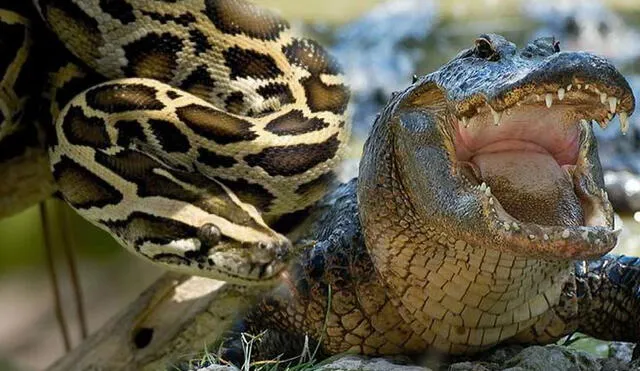El caimán de 1.50 m fue hallado intacto dentro del cuerpo de la serpiente. Foto: Pixibay / EFE