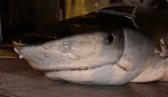 Encuentran mano de un turista desaparecido dentro del estómago de un tiburón [VIDEO]